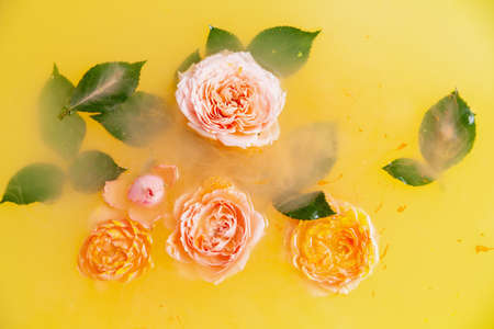 Rose flower buds in yellow water in spa salonの写真素材