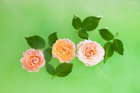Buds of rose flower in water in bathの写真素材