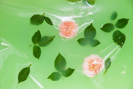 Rose flowers and leaves under plastic film in waterの写真素材