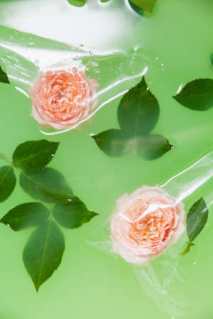 Rose flowers and leaves under plastic film in waterの写真素材