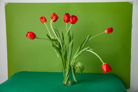 Red tulips in glass cup against green backgroundの写真素材