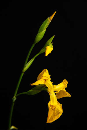 Natural narcissus plant with green stem and delicate yellow blooms growing on black backgroundの写真素材