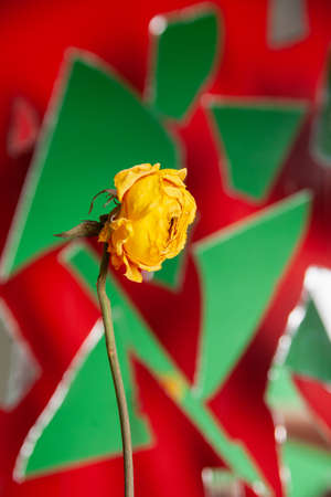 Natural rose flower with dried yellow petals placed on blurred background of pieces of broken glassの写真素材