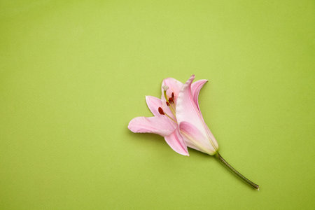 Top view of natural flower of lily plant with delicate pink petals placed on green background