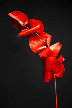 Thin plant with delicate leaves of bright red color growing on black backgroundの写真素材