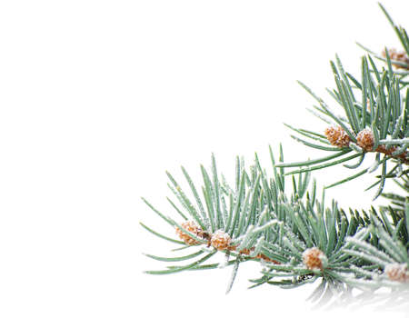 branch of Christmas tree on white backgroundの写真素材