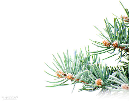 branch of Christmas tree on white backgroundの写真素材