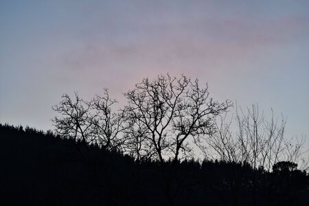 tree with a sunset in the backgroundの写真素材