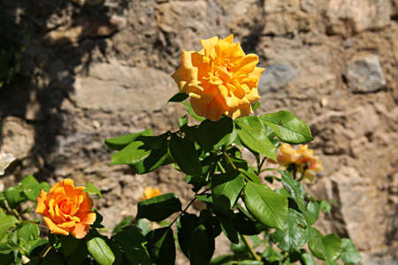 Two yellow roses in a stone wall backgroundの写真素材