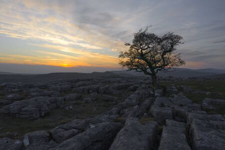 A tree sits on Winskill Stones above settle , North Yorkshireの写真素材