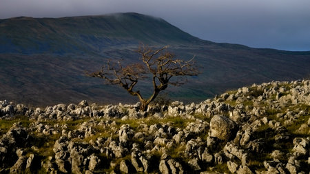 A lone tree sits on a limestone pavement with Whernside in the background