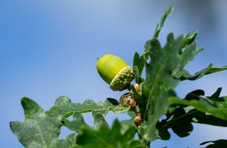 An Acorn still attached to the tree against a a blue skyの写真素材