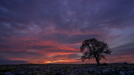 Sunset over Ash Tree growing on Limestone pavement