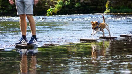 A Jack Russell tries to jump between stepping stones at Bolton Abbey, North Yorkshireの写真素材