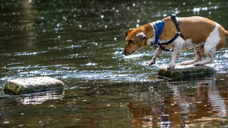 A Jack Russell tries to jump between stepping stones at Bolton Abbey, North Yorkshireの写真素材