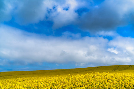 The bright yellow flowers from the Rapeseed plant in contrast with spring blue sky in fields near...