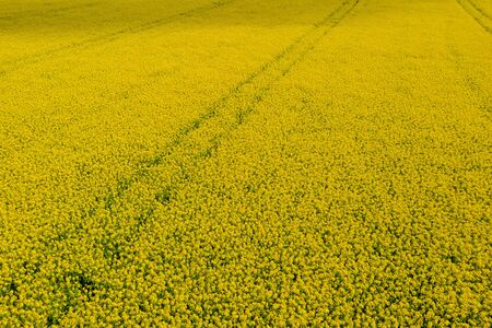 The bright yellow flowers from the Rapeseed plant in contrast with spring blue sky in fields near Whitby also known as rape, oilseed rape, and, in the case of one particular group of cultivars, canola, is a bright-yellow flowering member of the family Brassicaceae, cultivated mainly for its oil-rich seed. It is the third-largest source of vegetable oil and second-largest source of protein meal in the world.の写真素材