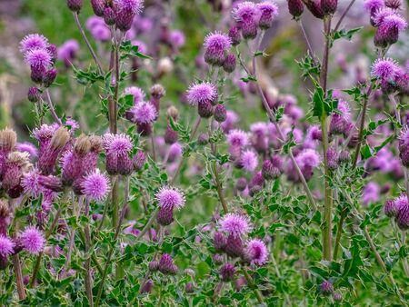 A group of thistle in grow wild in fields and meadow land near Malham, Yorkshire Dales National Park, UKの写真素材