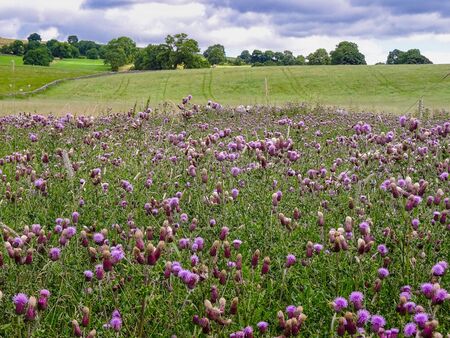 A group of thistle in grow wild in fields and meadow land near Malham, Yorkshire Dales National Park, UKの写真素材