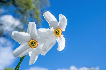 A pair of Pheasants Eye Daffodils move around in a a soft spring wind against a blue sky.の写真素材