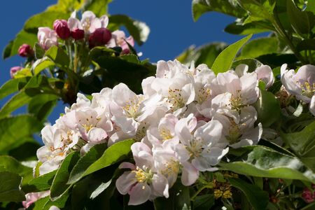 Crab Apple Blossom soaking up spring sunshineの写真素材