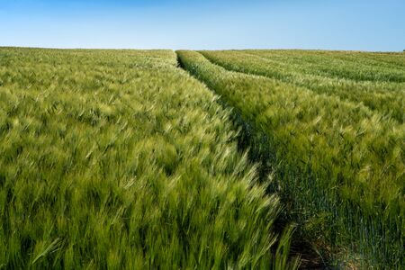 Barley fields ,Barley grain is used for flour, barley bread, barley beer, some whiskeys, some vodkas, and animal fodderの写真素材