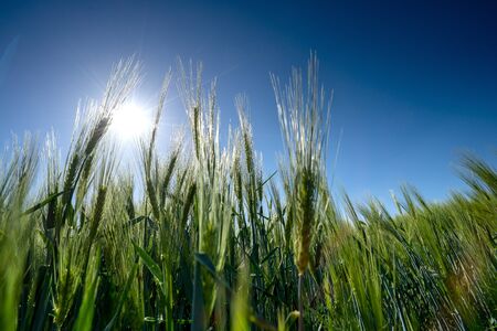 Barley with a bright blue sky,Barley grain is used for flour, barley bread, barley beer, some whiskeys, some vodkas, and animal fodderの写真素材