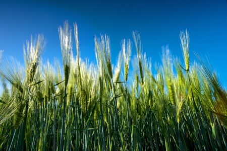 Barley with a bright blue sky,Barley grain is used for flour, barley bread, barley beer, some whiskeys, some vodkas, and animal fodderの写真素材