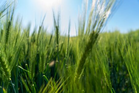 Barley fields ,Barley grain is used for flour, barley bread, barley beer, some whiskeys, some vodkas, and animal fodderの写真素材