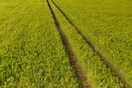 Aerial view of Ripening bearded barley on a bright summer day day. It is a member of the grass family, is a major cereal grain grown in temperate climates globally.の写真素材