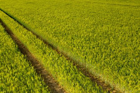 Aerial view of Ripening bearded barley on a bright summer day day. It is a member of the grass family, is a major cereal grain grown in temperate climates globally.の写真素材