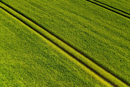 Aerial view of Ripening bearded barley on a bright summer day day. It is a member of the grass family, is a major cereal grain grown in temperate climates globally.の写真素材