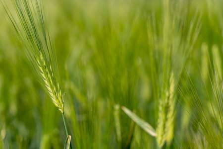 Ripening bearded barley on a bright summer day day. It is a member of the grass family, is a major...