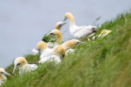 Northern Gannet flying by the cliffs of Bempton Cliffs, Flamborough Head, East Yorkshire, UKの写真素材
