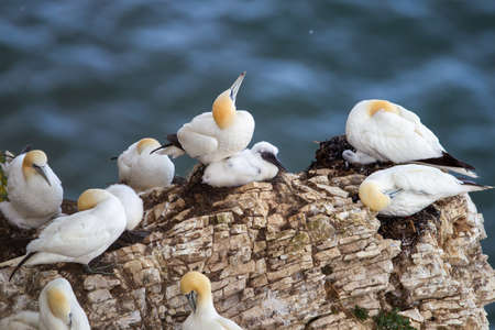 Northern Gannet flying by the cliffs of Bempton Cliffs, Flamborough Head, East Yorkshire, UKの写真素材