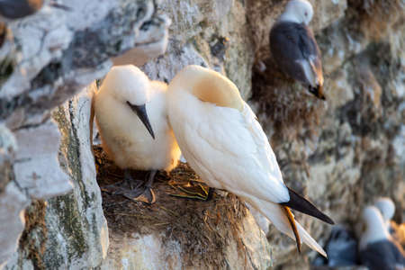 Gannets with chick nesting on Scale Nab part of Bempton Cliffs, near Flamborough Head, East Yorkshire, UKの写真素材
