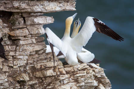Northern Gannets nesting on Scale Nab part of Bempton Cliffs, which shows the plastic rope from fishermans nets embended in there nest near Flamborough Head, East Yorkshire, UKの写真素材
