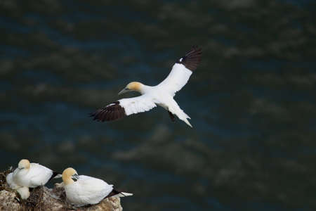 Northern Gannet flying by the cliffs of Bempton Cliffs, Flamborough Head, East Yorkshire, UKの写真素材