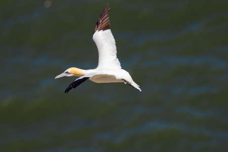 Northern Gannet flying by the cliffs of Bempton Cliffs, Flamborough Head, East Yorkshire, UKの写真素材