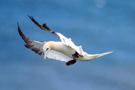 Northern Gannet flying by the cliffs of Bempton Cliffs, Flamborough Head, East Yorkshire, UKの写真素材