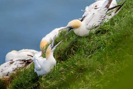 Northern Gannet flying by the cliffs of Bempton Cliffs, Flamborough Head, East Yorkshire, UKの写真素材