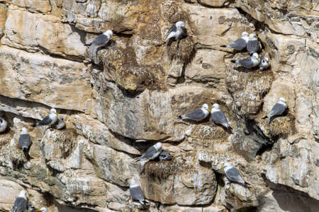 Northern Gannet flying by the cliffs of Bempton Cliffs, Flamborough Head, East Yorkshire, UKの写真素材