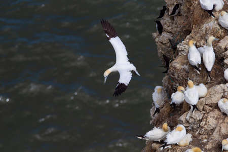 Gannet in flight on Scale Nab part of Bempton Cliffs, which shows the plastic rope from fishermans nets embended in there nest near Flamborough Head, East Yorkshire, UKの写真素材