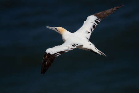 Northern Gannet flying by the cliffs of Bempton Cliffs, Flamborough Head, East Yorkshire, UKの写真素材