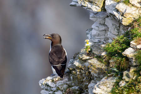 Razorbill stands on a chalk stone ledge near Bempton Cliffs, near Flamborough Head, East Yorkshire, UKの写真素材
