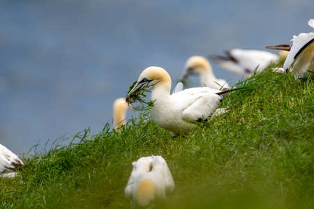 Northern Gannets picking up grass with there beaks on near Bempton Cliffs, near Flamborough Head, East Yorkshire, UKの写真素材