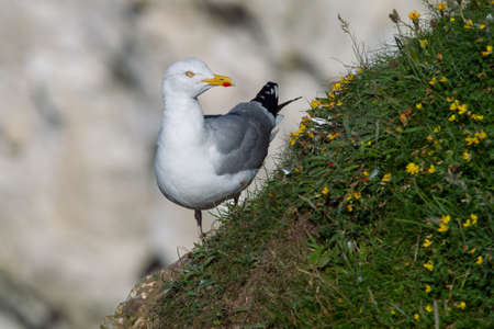 Herring Gull stands on a grass slope covered in summer flowers Bempton Cliffs, near Flamborough Head, East Yorkshire, UKの写真素材