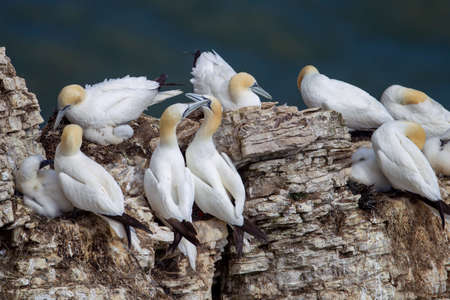 Northern Gannets with chick nesting on Scale Nab part of Bempton Cliffs, near Flamborough Head, East Yorkshire, UKの写真素材