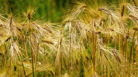 Bearded Barley nearly reaching the point of Harvest I in a field near Thirsk, North Yorkshire,UKの写真素材