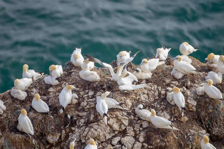 Northern Garnet preen each other on the cliffs at Bempton Cliffs North Yorkshire,UKの写真素材
